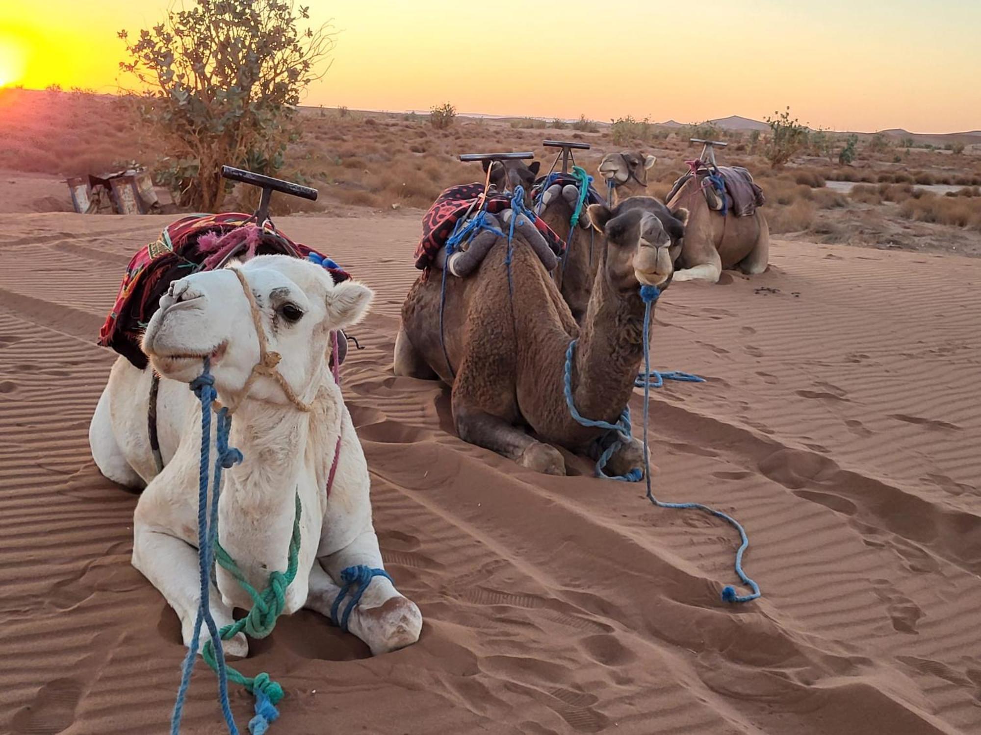 Desert Bivouac Mhamid Luaran gambar